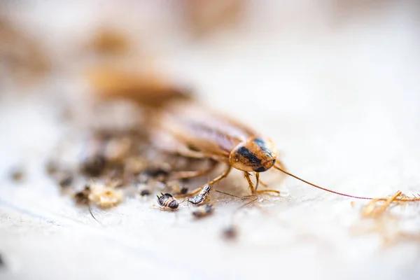 Maximizing Effectiveness: Best Practices for Termite Pest Control in Sydney